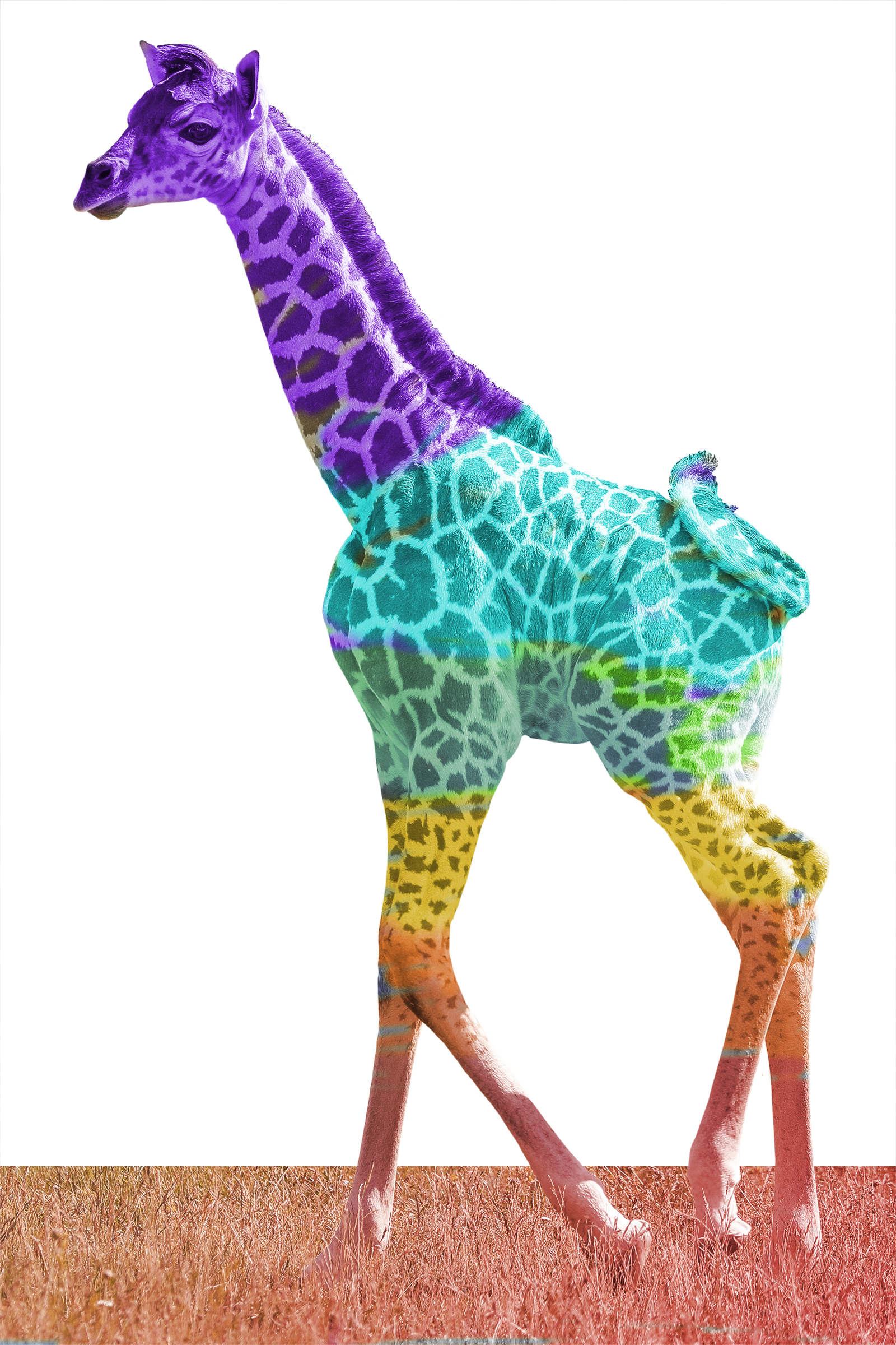 Chromatic Giraffe